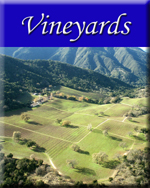 Click to visit our Vineyards section